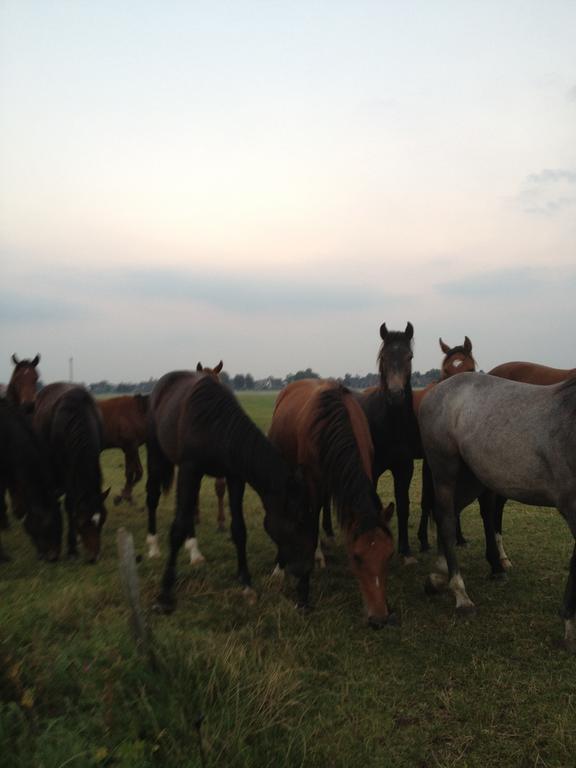 Séjour à la ferme Farm Hof Auf Der Wurp *